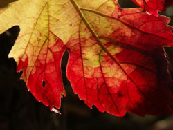 vine leaf